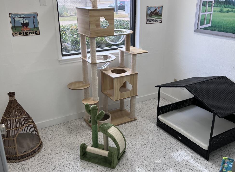 Cat Boarding