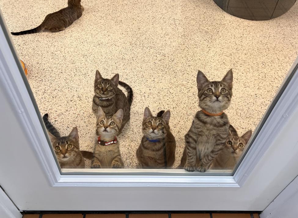 Cat Lounge