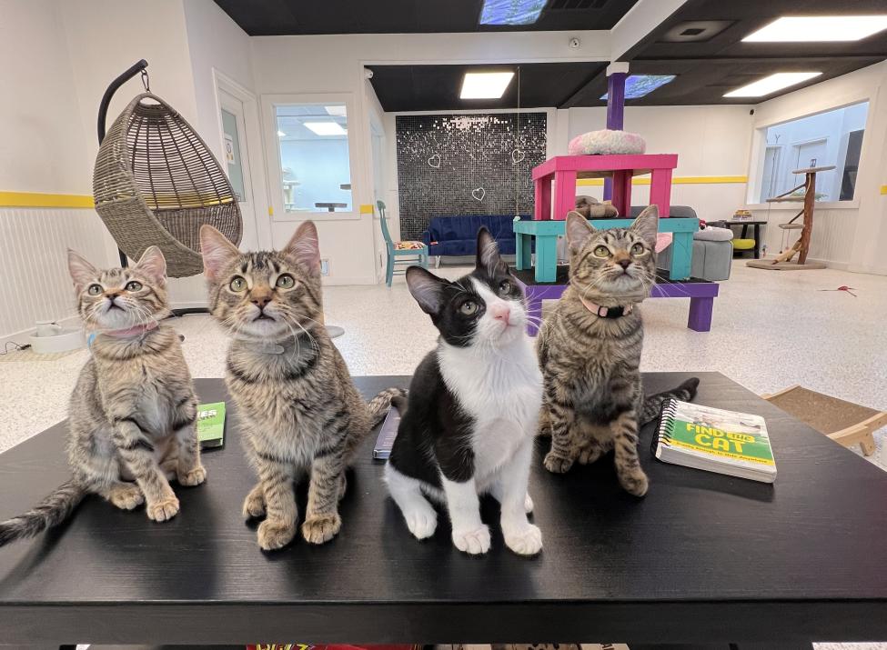 Cat Lounge