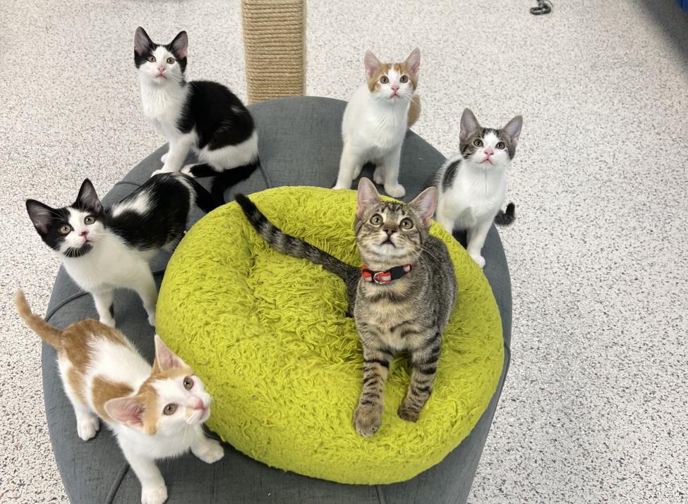Cat Lounge