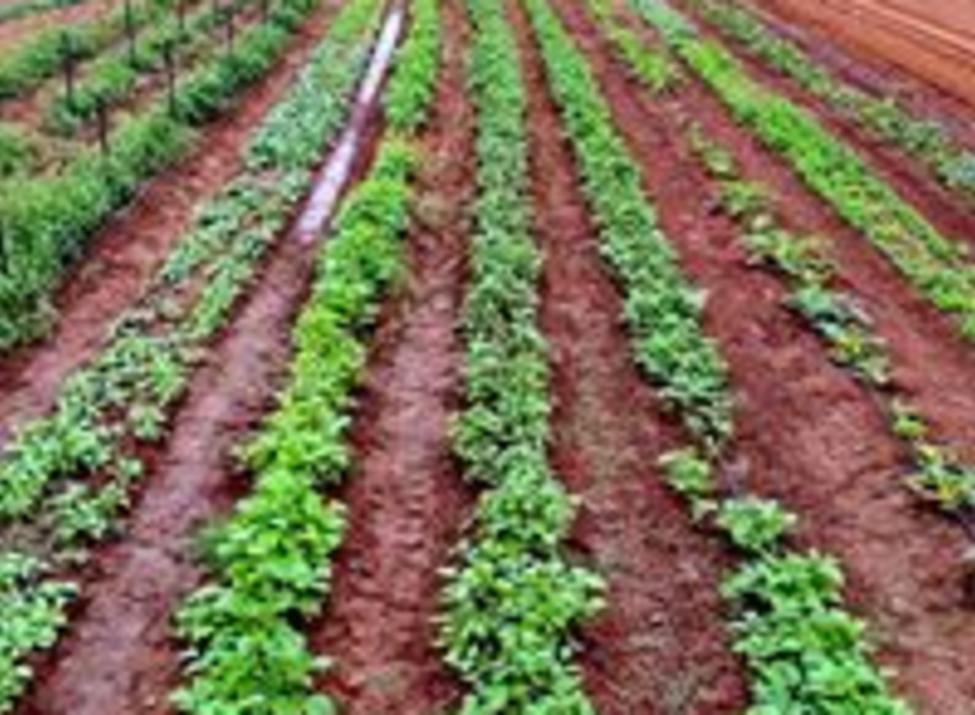 Arison Farm