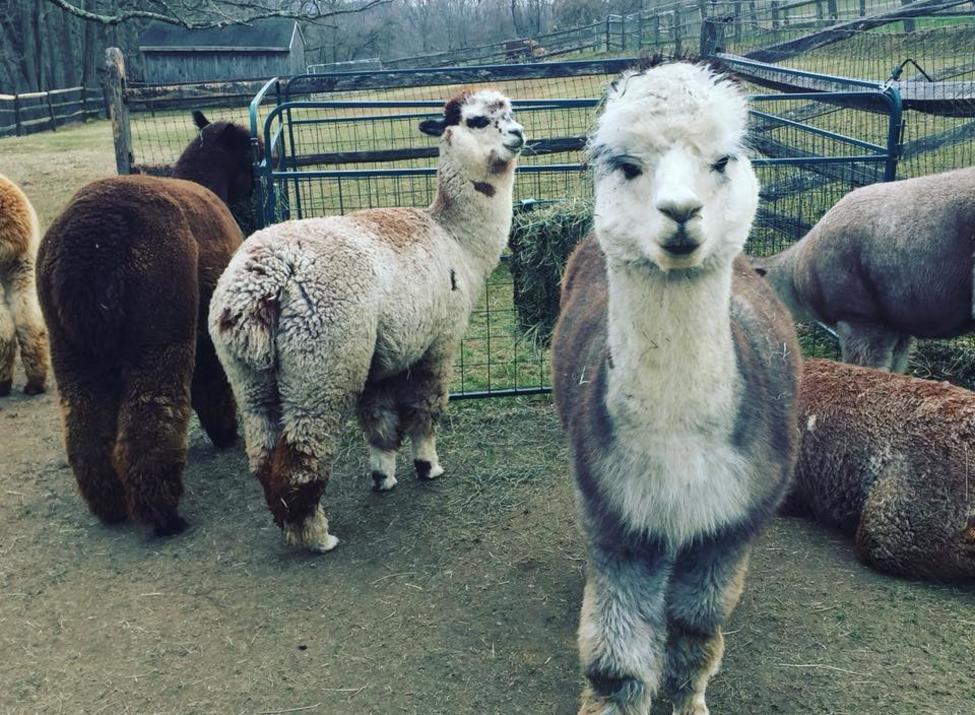 Faraway Farm Alpacas