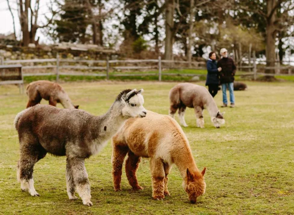 Faraway Farm Alpacas babies