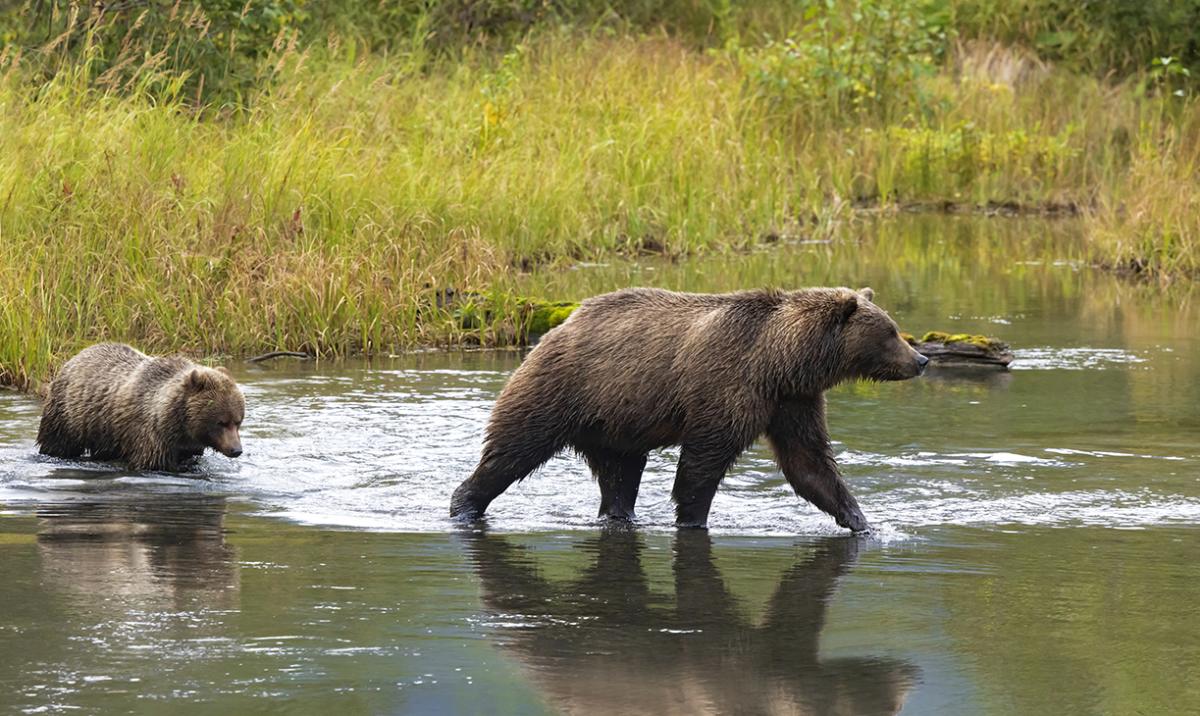 Anchorage Bears