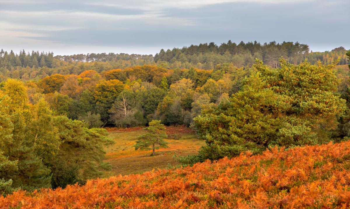 Autumnal landscape in the New Forest - Nick Lucas - Explore