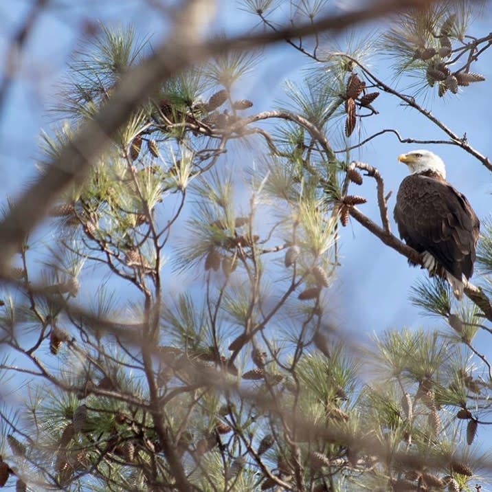 eagle at lgsp