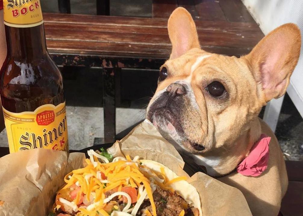 Torchy's Dog Friendly