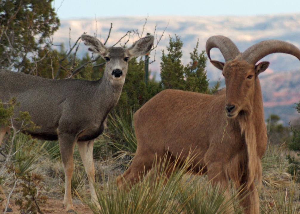 Deer