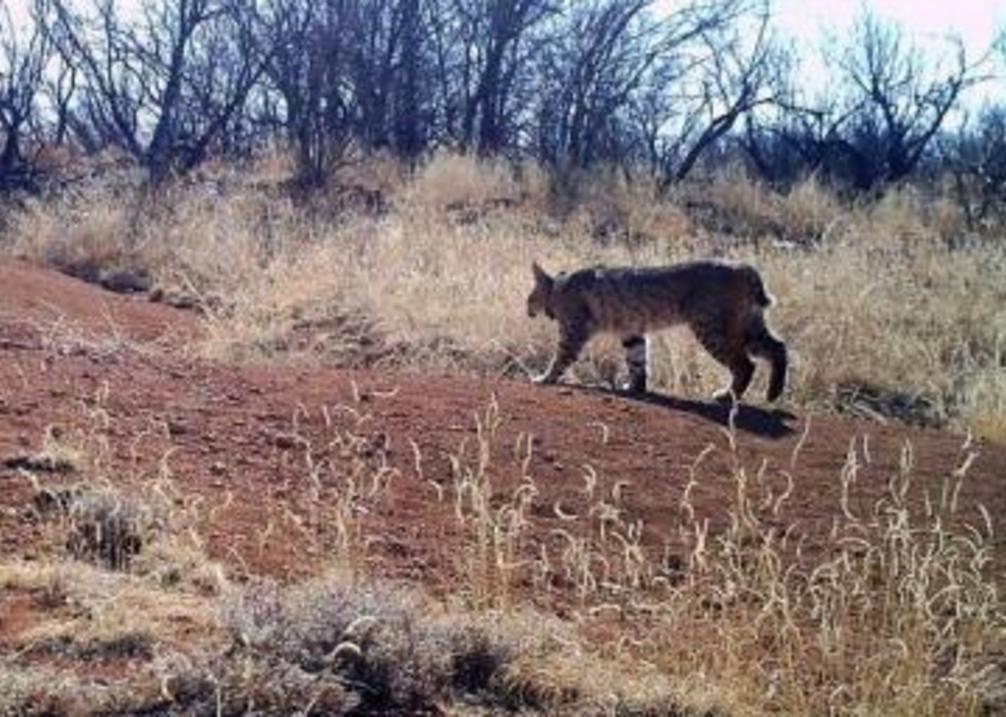 Wildcat Bluff