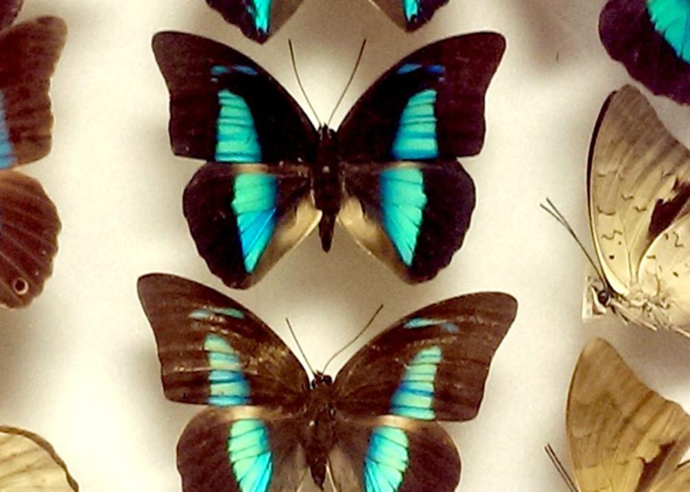 Natural History Museum Butterflies