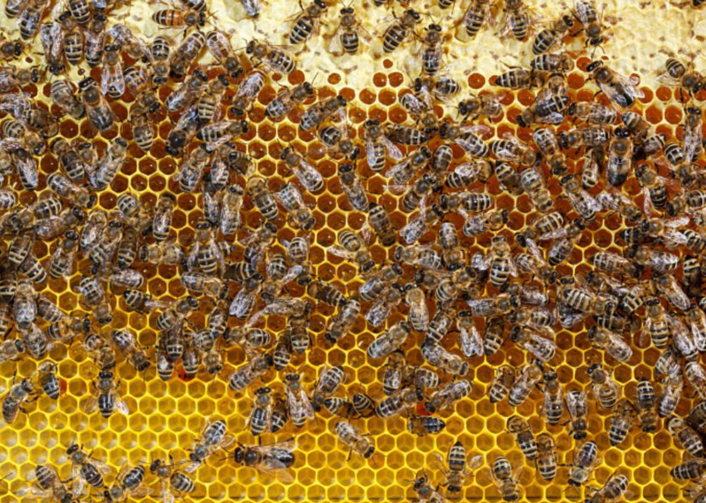 Honey Buzz Winery - Bees Generic