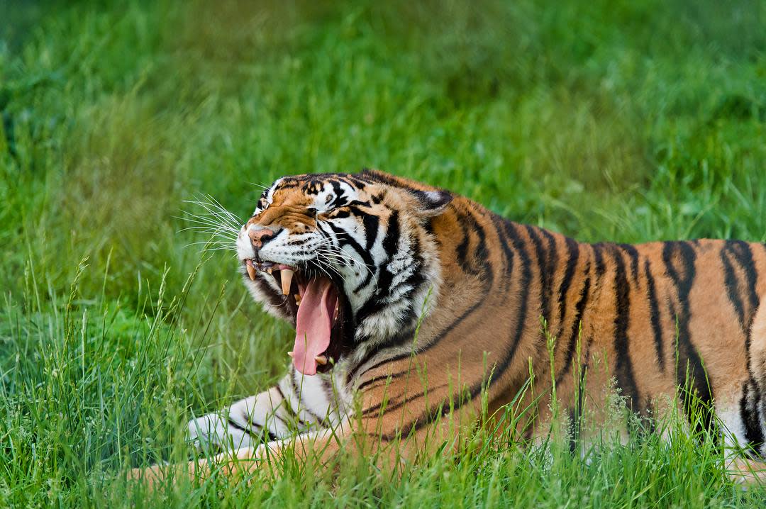 Cedar Cove Feline Sanctuary Louisburg