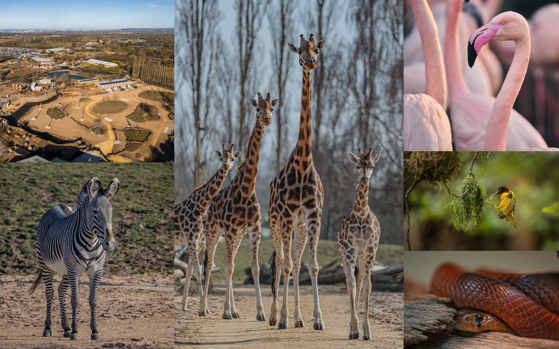 Zebras, giraffes, flamingos and snakes at Heart of Africa exhibition