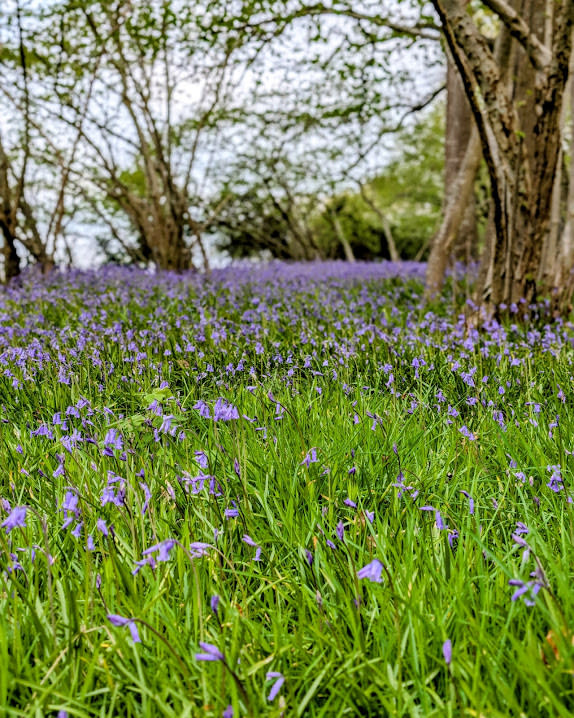 Bluebells at Hockeys Farm in the New Forest