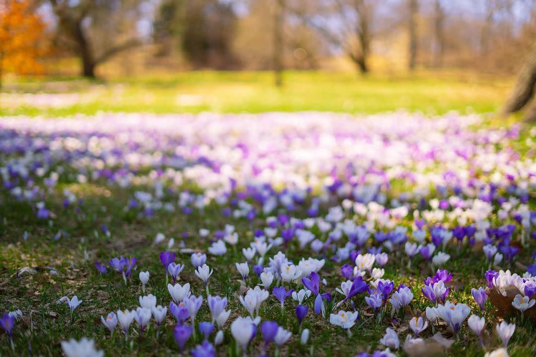 Arnold Arboretum