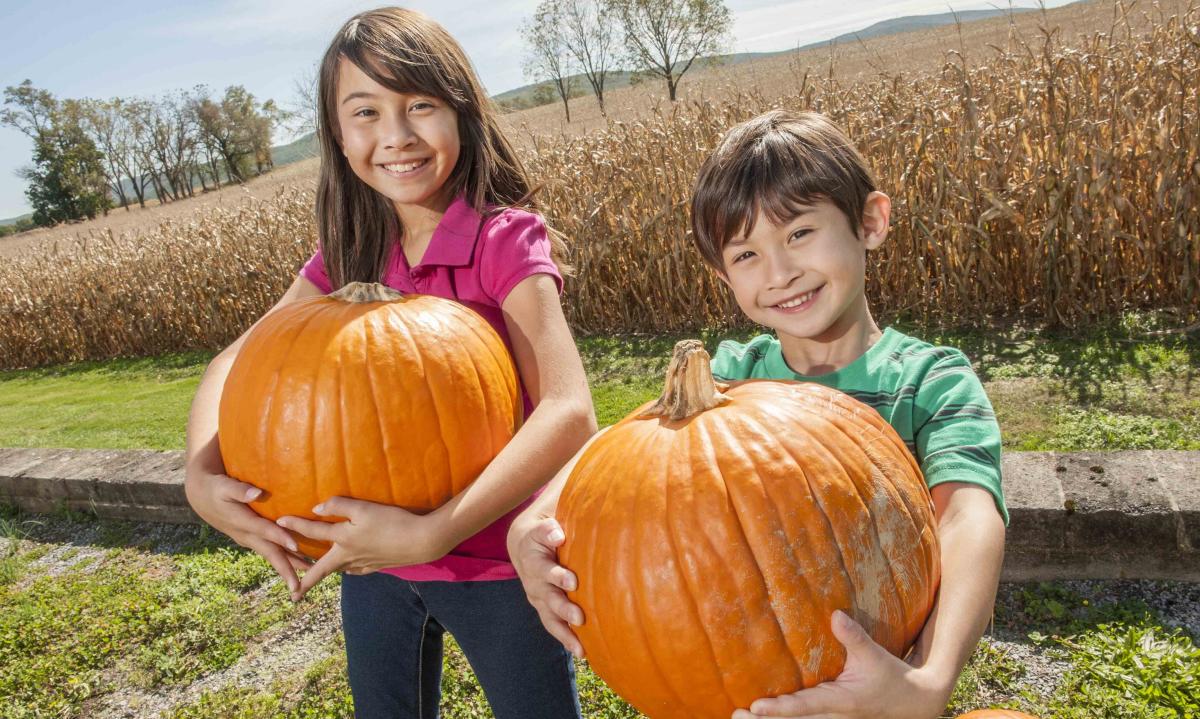 Pumpkin Picking