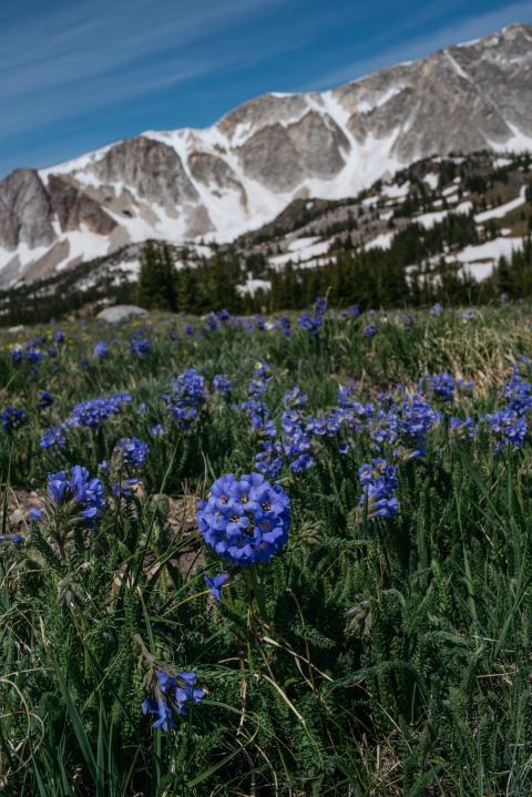Wildflowers at Medicine Bow Peak Overlook