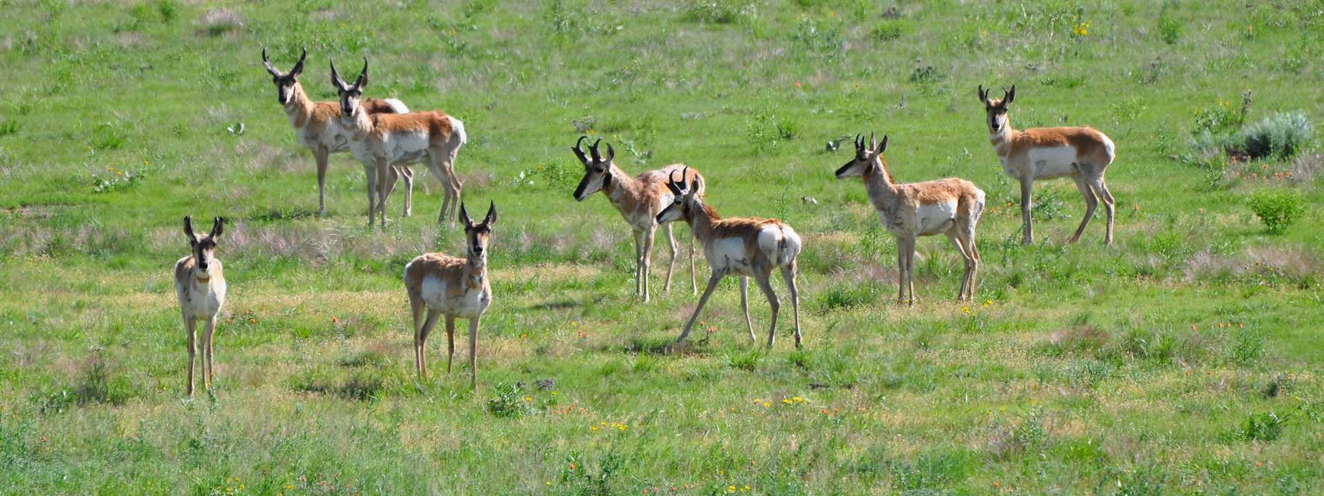 Group Of Antelope On A Prairie