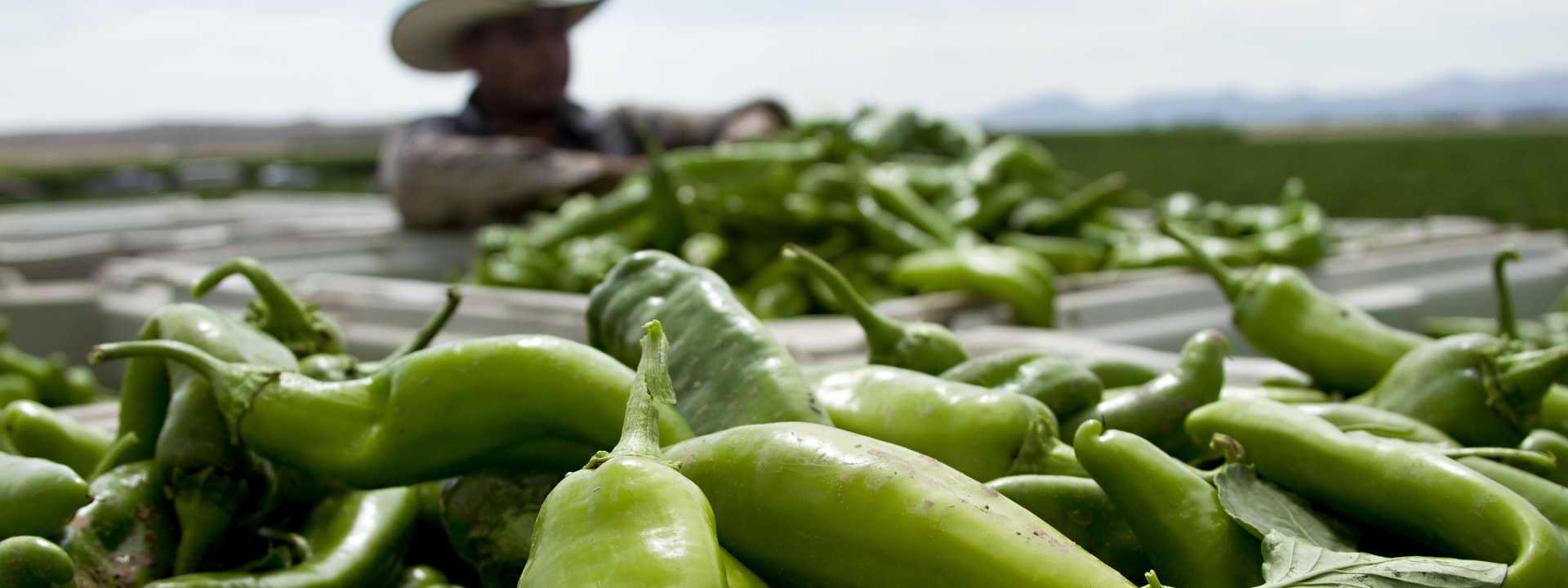 An area farmer admires his harvest of New Mexico green chilies.