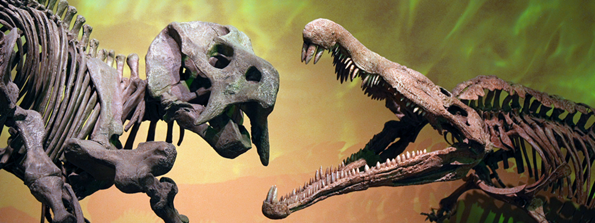The Albuquerque Museum of Natural History features dinosaur skeletons like these two happy guys.