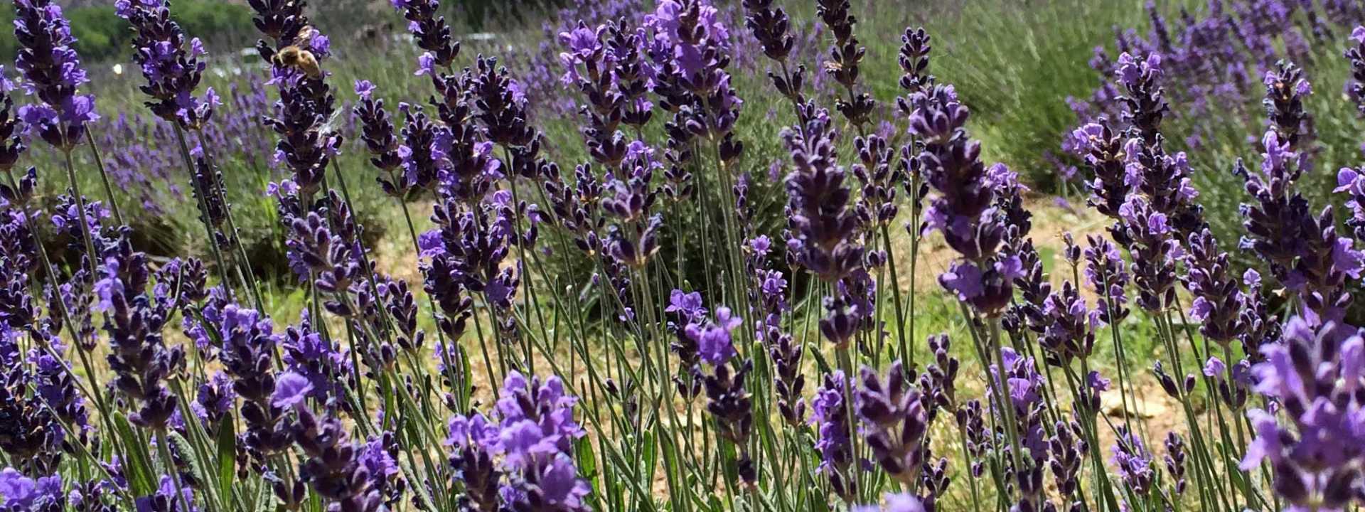 New Mexico Tourism & Travel Vacations, Attractions & Things to Do