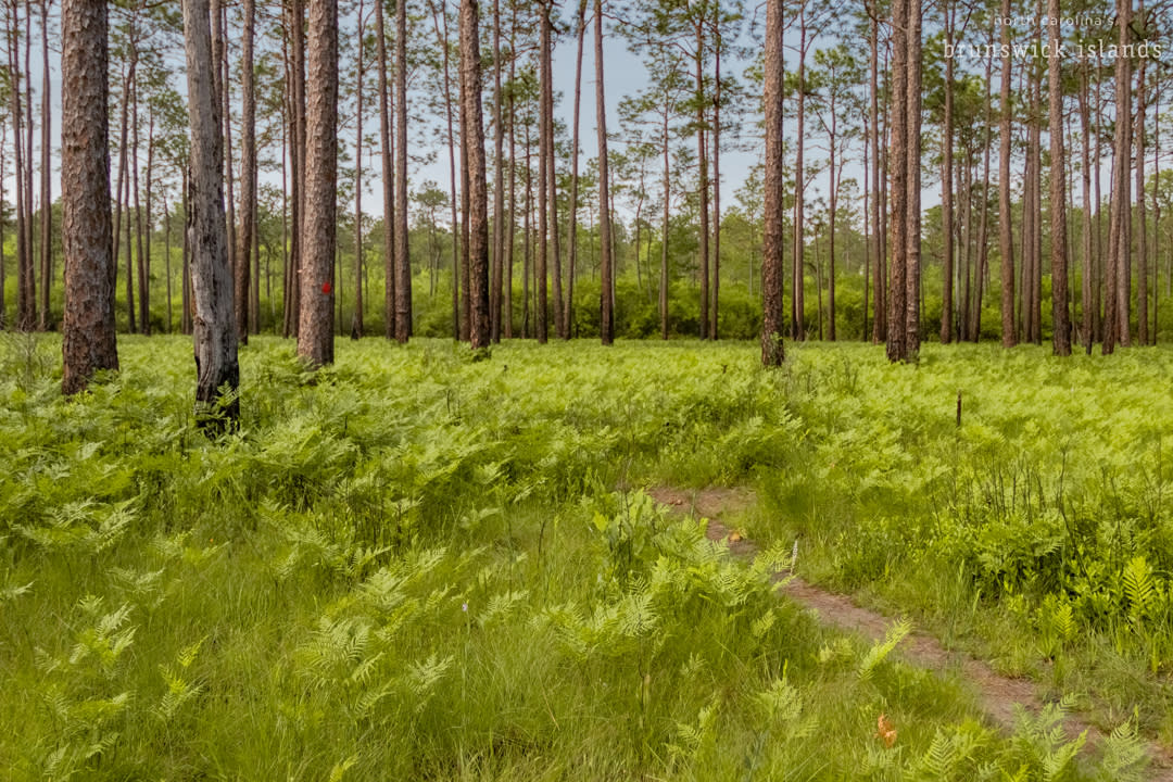 Green Swamp Preserve