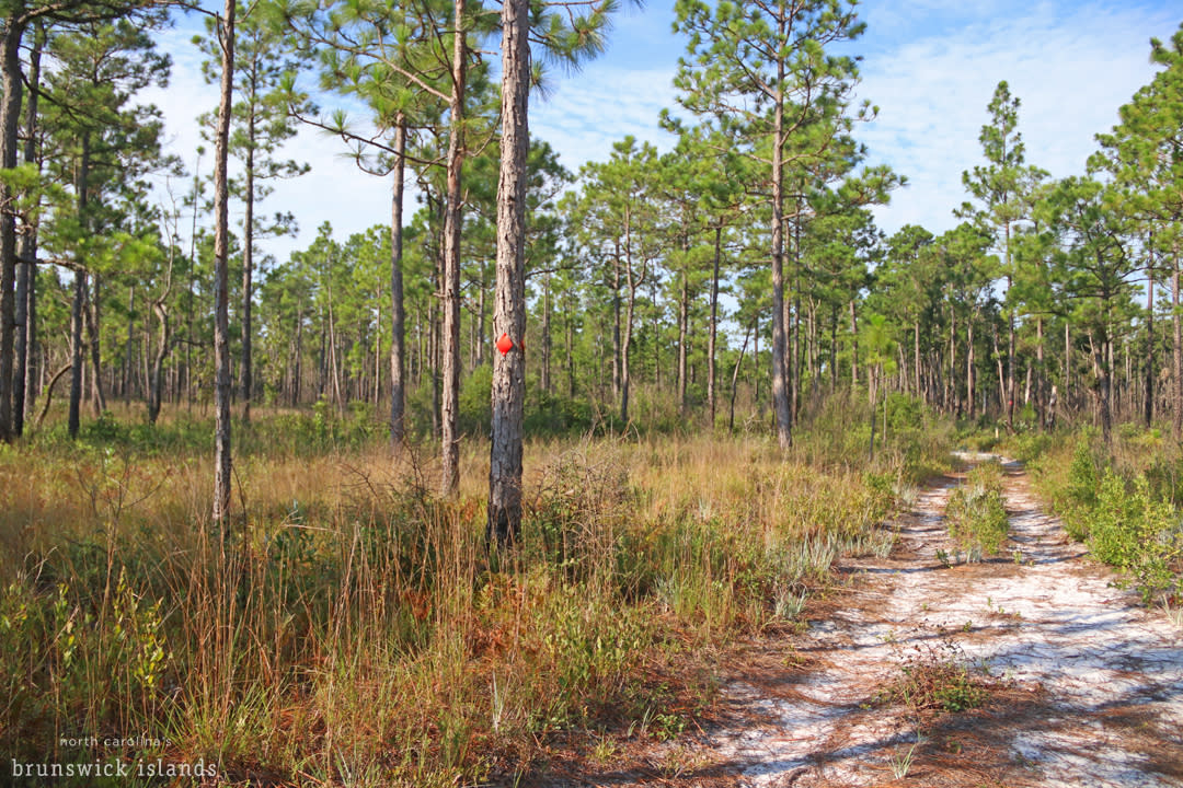 Boiling Springs Lakes Nature Preserve