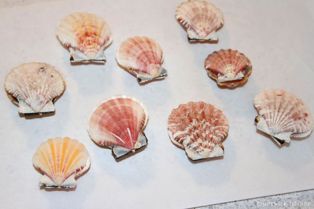Seashells for crafts