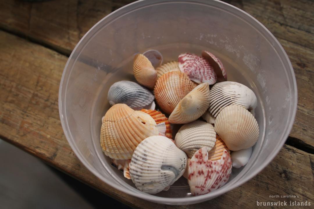 Seashells from North Carolina's Brunswick Islands