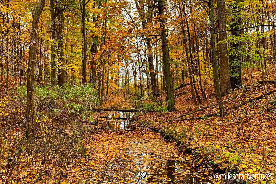 Fall Hiking Trail at Franke Park