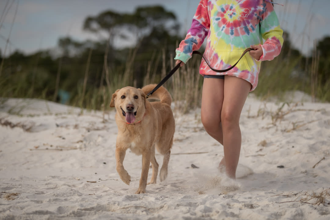 Pet Friendly Beaches