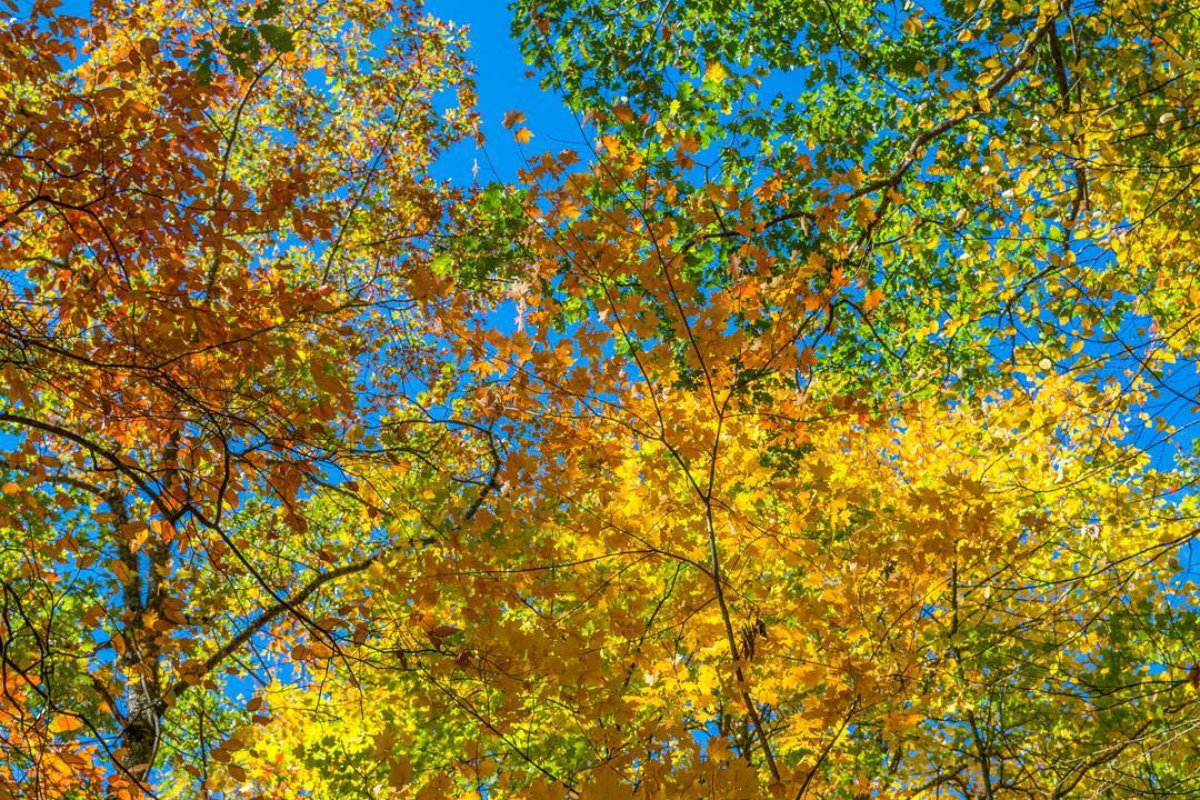 Pinnacle_Park_digitalizedreality_Instagram_21a1f593-750f-40cb-ad07-d361c51135d4