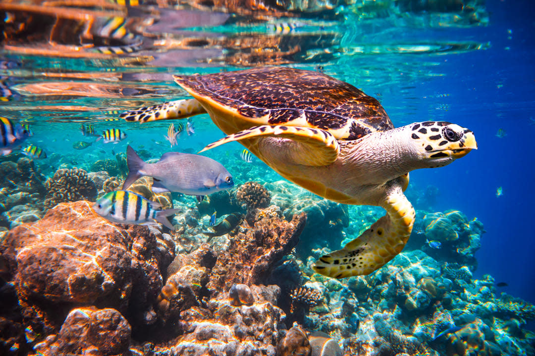 fotografía debajo del agua de una tortuga marina nadando