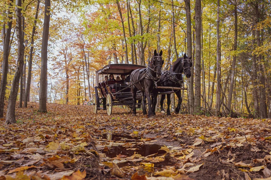 Horse-drawn carriage on a leaf-covered Mackinac Island road in fall
