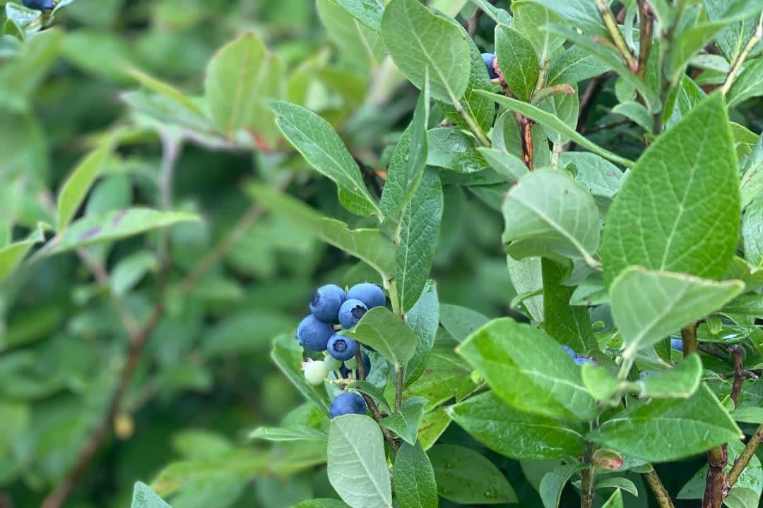 blueberry trees
