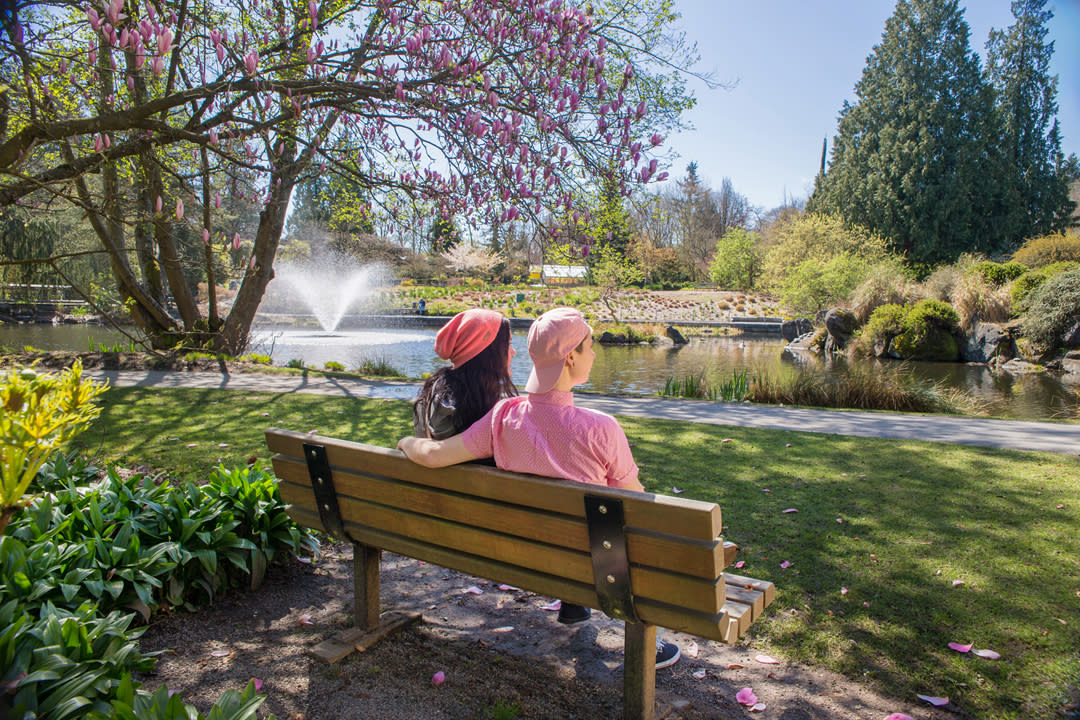 Enjoying the cherry blossoms at Van Dusen Botanical Garden