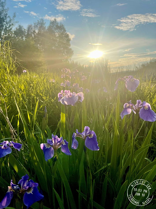 Iris at Creamer's Field - Midnight Sun