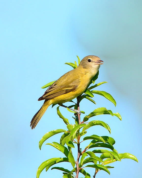 Photo Credit: Bell's Vireo by Sherman Barr/Audubon Photography Awards