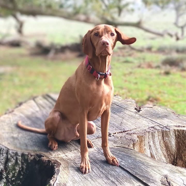 Dog in Petworth Park