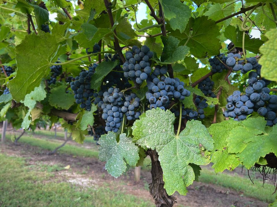 picture of lucious grapes at La Famiglia Vineyards and Winery