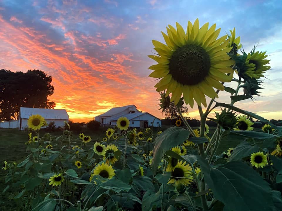 Golliher Farm sunflowers