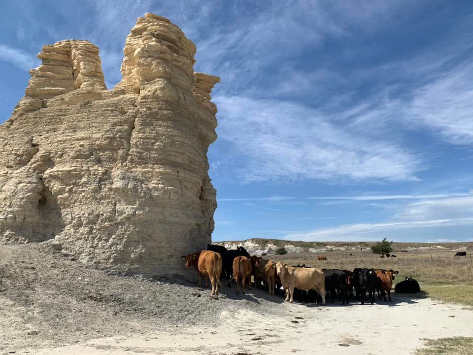 Castle Rock Badlands - Cattle