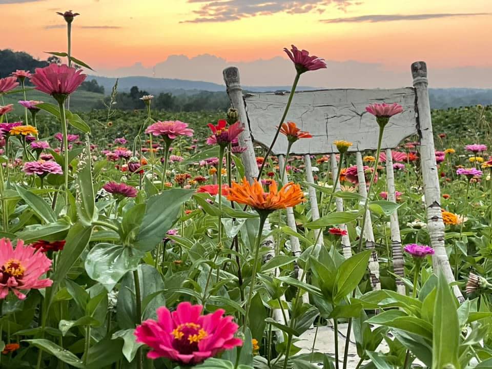 Maple Bottom Farm Zinnias