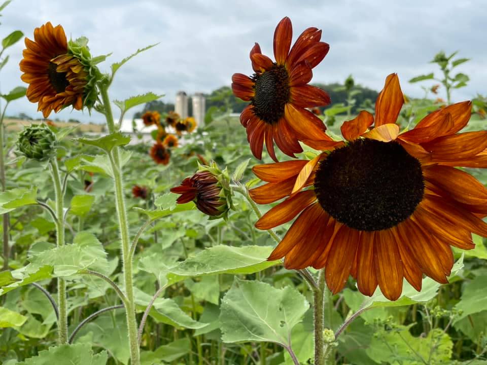 Orange Sunflower Maple Bottom Farm