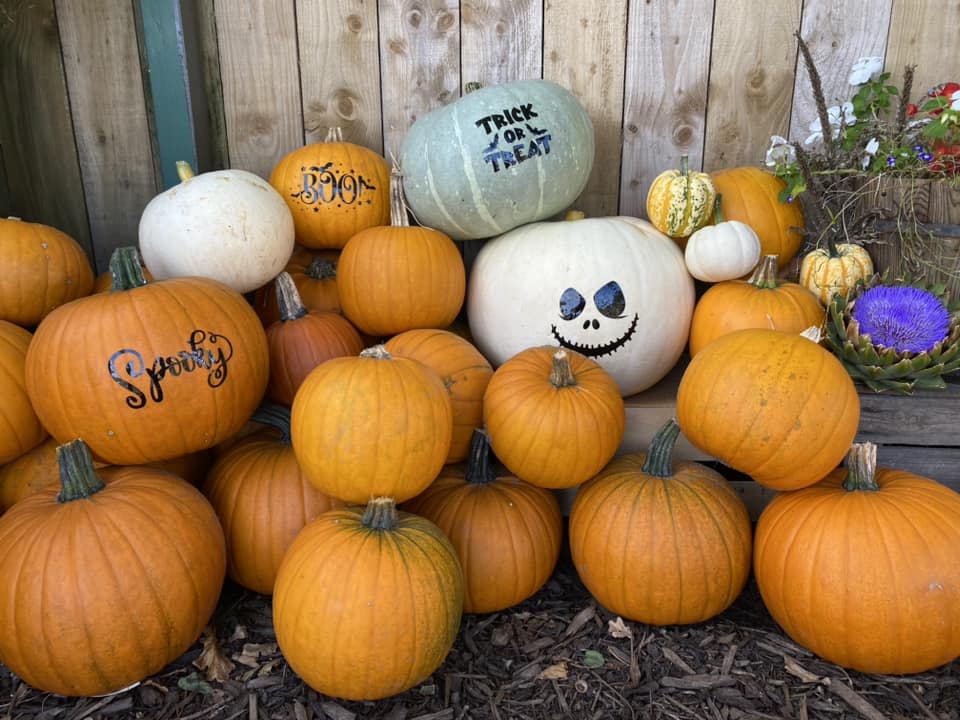 Pumpkins Cat and fiddle