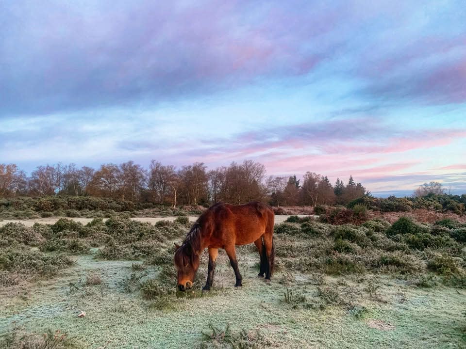 Winter Landscape and Pony in the New Forest