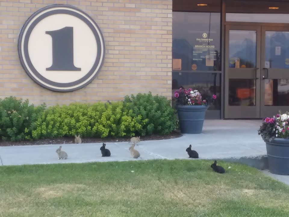 rabbits outside of a bank