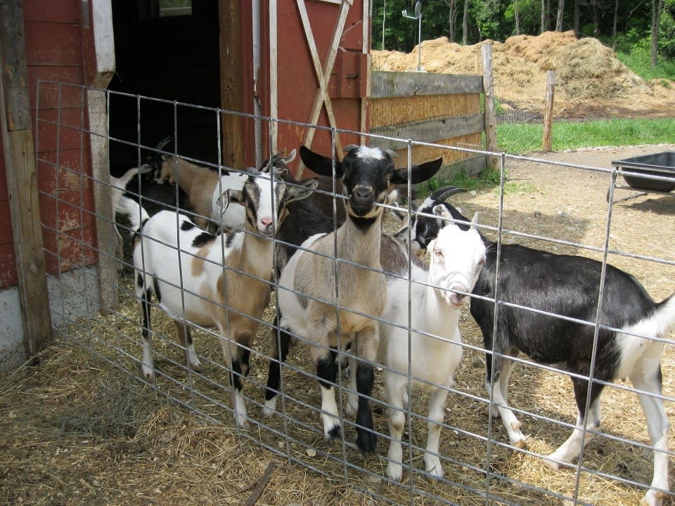 Nettle Meadow Farm