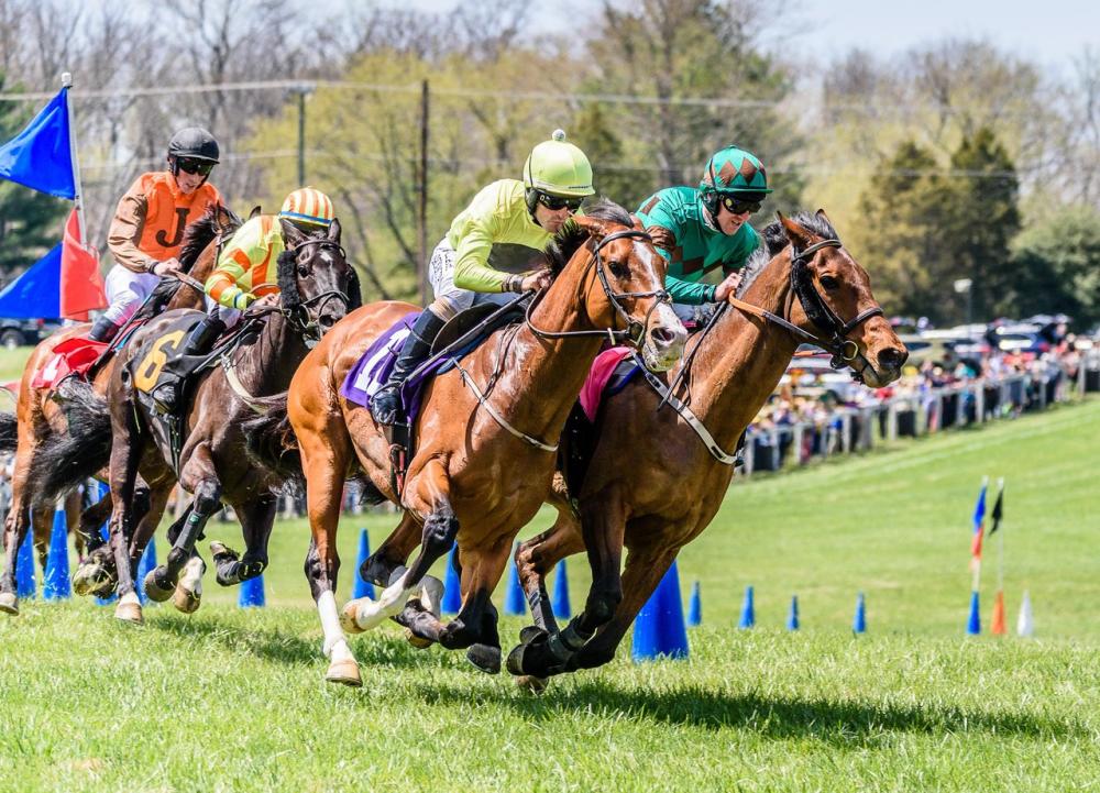 Horse and rider on a rolling green field in Middleburg, Virginia hunt country