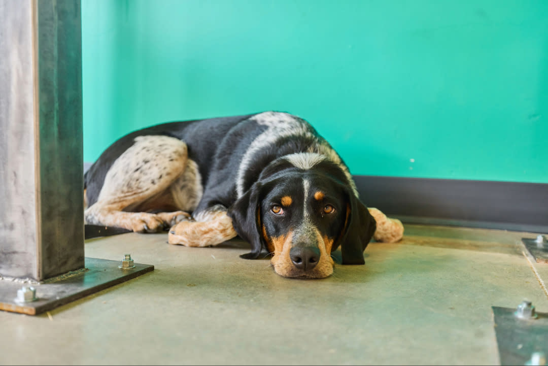 Black, white, and tan dog lying on a polished concrete floor against a turquoise wall, resting its head between its paws and looking calmly toward the camera indoors.
